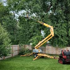 Best Tree Health Inspection  in Lovettsville, VA