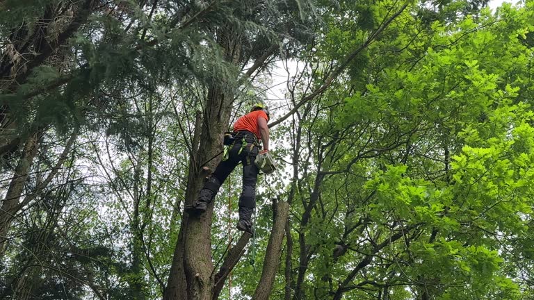 Best Tree and Shrub Care  in Lovettsville, VA