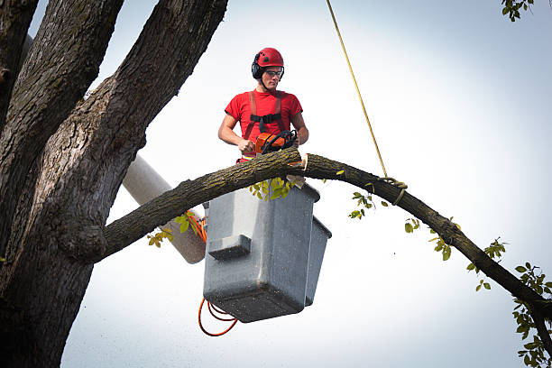 Best Tree Trimming and Pruning  in Lovettsville, VA